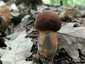 Céklatinóru (Neoboletus xanthopus), Budai-hegység